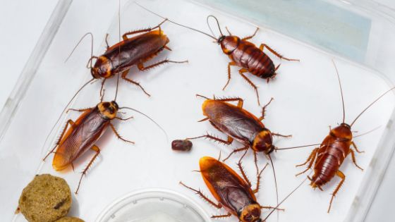 Toughest Pests in the World: Cockroaches Can Live Without Food and Even Without a Head For Days!