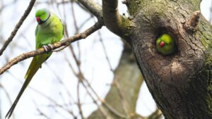 Why Seeing More Parakeets Near Homes Could Be A Good Sign For The Environment