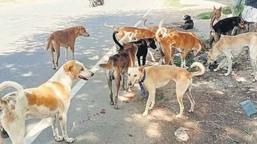 Pune Acid Attack on Community Dog: PETA Announces ₹50,000 Reward, FIR Registered