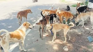 Pune Acid Attack on Community Dog: PETA Announces ₹50,000 Reward, FIR Registered