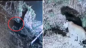 Leopard Sighting With CCTV Evidence Triggers Panic In Pimpri-Chinchwad, Forest Department Launches Search Operation