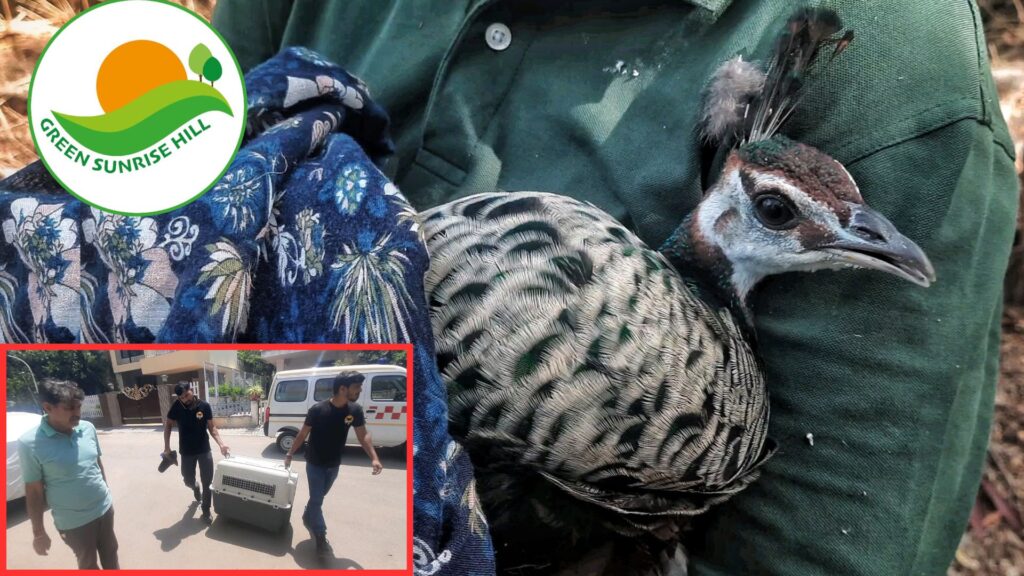 Pune: Injured Peacock Rescued Near Wagholi By Green Sunrise Hills Volunteers