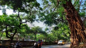 Pune: Tree Cutting On Ganeshkhind Road Put On Hold; PMC Commissioner To Personally Hear Objections
