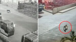 Pune: Leopard Spotted Inside Mercedes-Benz India Plant in Chakan MIDC, Triggers Panic