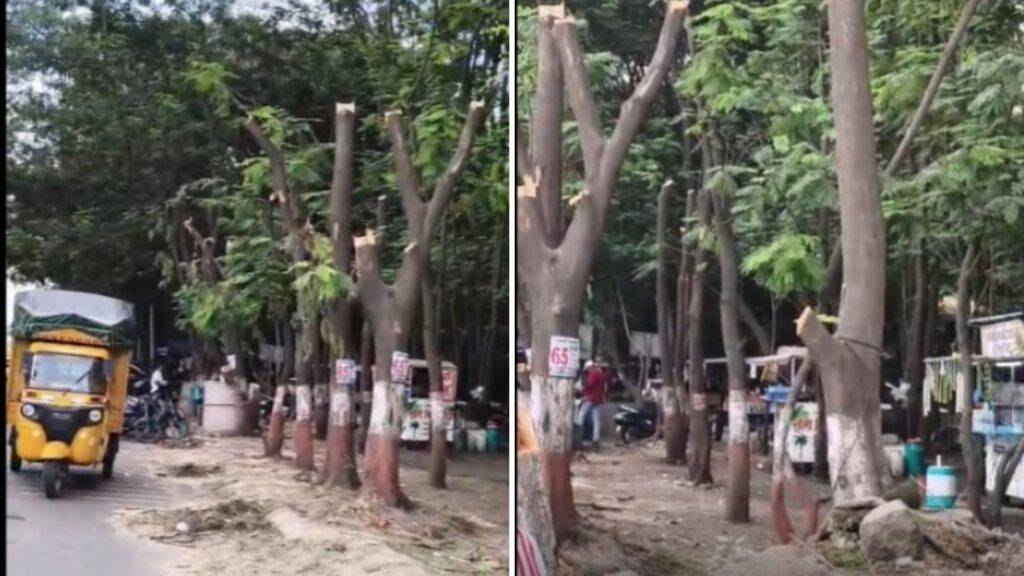 Pune Residents Oppose Tree Felling Near Aga Khan Palace, Demand Protection Of Green Cover