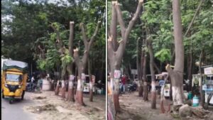 Pune Residents Oppose Tree Felling Near Aga Khan Palace, Demand Protection Of Green Cover
