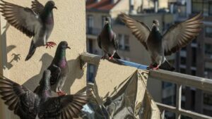 Keep Pigeons Away From Your Apartment Balcony Naturally