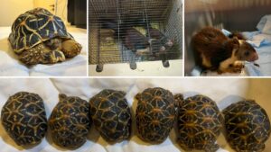 DRI Pune of Mumbai Zonal Unit seizes prohibited wildlife species near Pune Railway Station; 2 persons held 