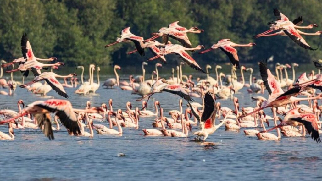 Watch:  Maharashtra Turns Pink As Flamingos Arrive In Large Numbers; Here’s How To Experience The Spectacle