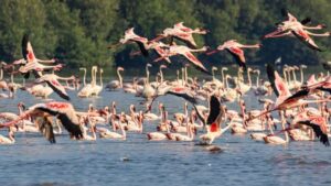 Watch:  Maharashtra Turns Pink As Flamingos Arrive In Large Numbers; Here’s How To Experience The Spectacle
