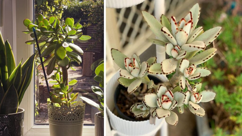 7 Beautiful Succulent Plants That Can Instantly Upgrade Your Apartment Décor