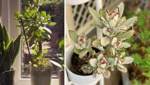7 Beautiful Succulent Plants That Can Instantly Upgrade Your Apartment Décor