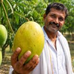 5 Years of Dedication: Bihar Man Grows Giant Hybrid Mango as a Tribute to His Late Father