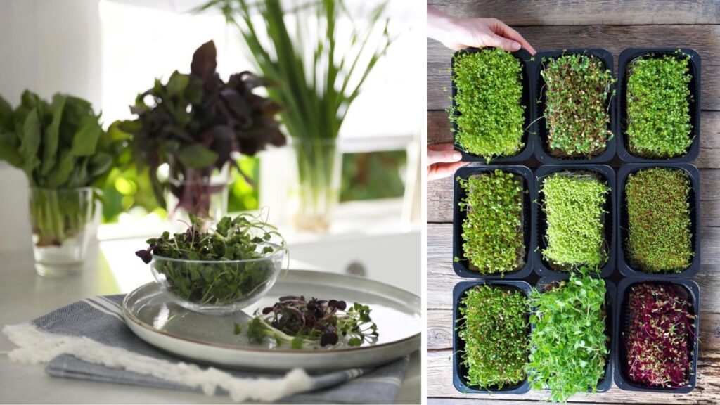 From Seeds to Salad in 7 Days: An Easy Home Gardening Guide