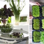 From Seeds to Salad in 7 Days: An Easy Home Gardening Guide