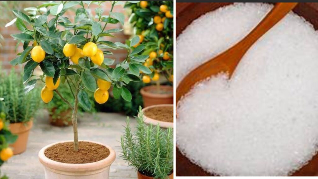 Home Gardening: Use This Common Ingredient to Boost Lemon Plant Growth