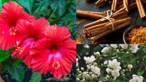 How to Make Hibiscus and Jasmine Plants Bloom More: Simple Cinnamon Trick for Healthy Flowers