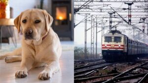 Labrador Dies During Train Journey to Pune; Owner Alleges Dog Was Thrown Onto Railway Platform