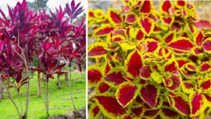 Monsoon Gardening: Colourful Plants That Will Transform Your Garden This Rainy Season