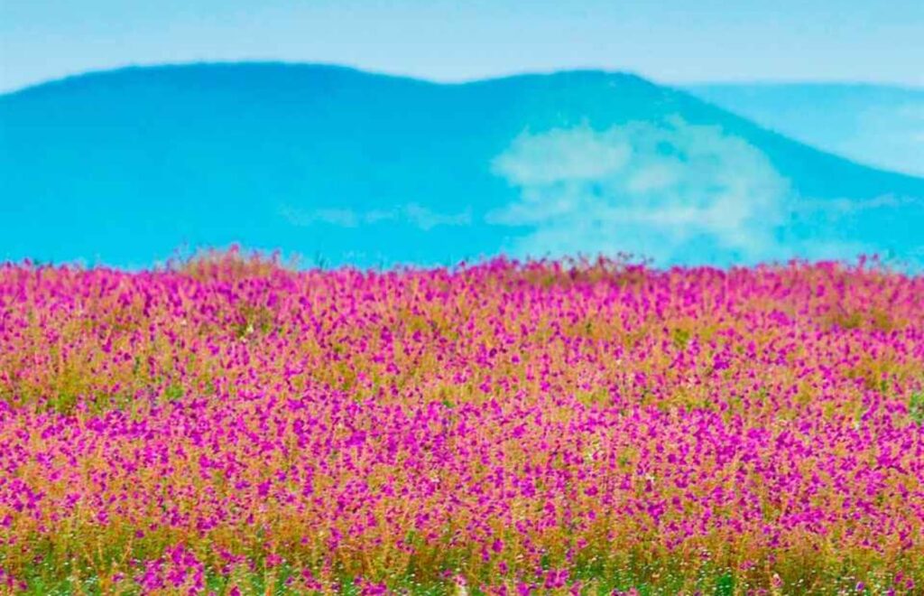 Monsoon Getaways Near Pune: 8 Scenic Destinations And Easy Weekend Itineraries For 2026
