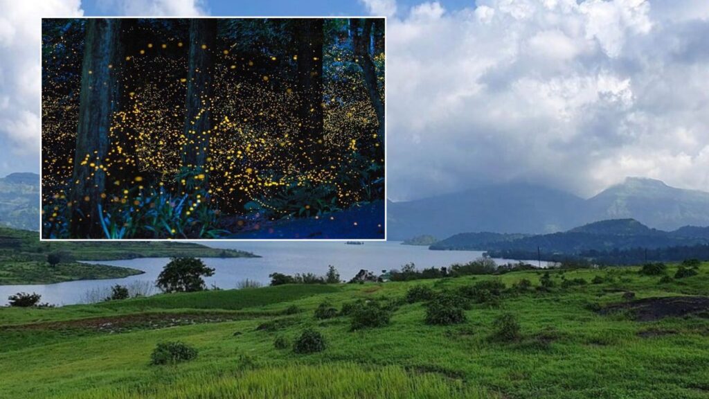 Rajmachi, Purushwadi, Bhandardara & More: Maharashtra’s Top Firefly Viewing Destinations