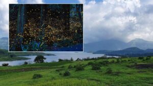 Rajmachi, Purushwadi, Bhandardara & More: Maharashtra’s Top Firefly Viewing Destinations