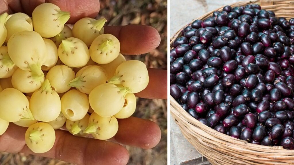 Seasonal Indian Berries and Their Amazing Health Benefits