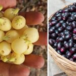 Seasonal Indian Berries and Their Amazing Health Benefits