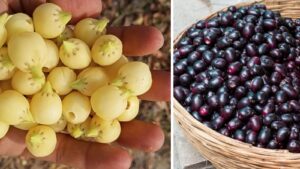 Seasonal Indian Berries and Their Amazing Health Benefits