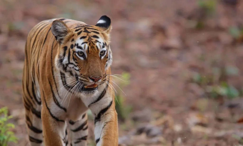 Three-Month Monsoon Closure Announced For Tadoba’s Core Safari Routes