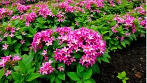Transform Your Garden This Monsoon: Best Plants to Grow in June