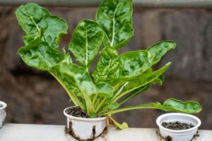 Want Fresh Spinach at Home? Follow These Simple Growing Tips for a Healthy Harvest