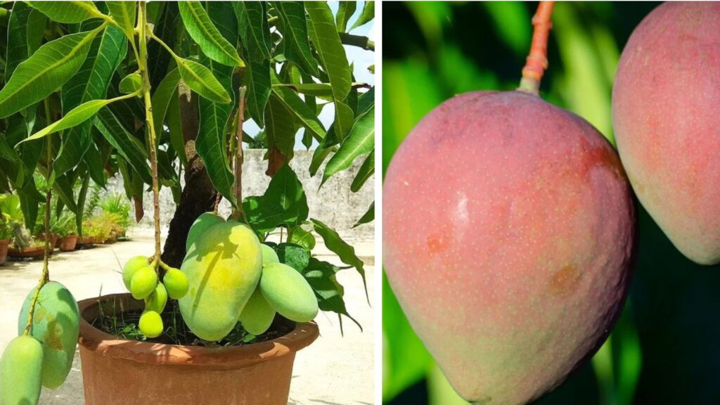 Want Mangoes Throughout the Year? Grow This Special Baramasi Variety at Home