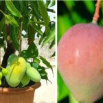 Want Mangoes Throughout the Year? Grow This Special Baramasi Variety at Home