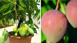 Want Mangoes Throughout the Year? Grow This Special Baramasi Variety at Home