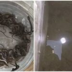 Watch: Family Opens Water Tank, Finds 27 Baby Snakes Crawling Inside…