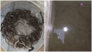 Watch: Family Opens Water Tank, Finds 27 Baby Snakes Crawling Inside...