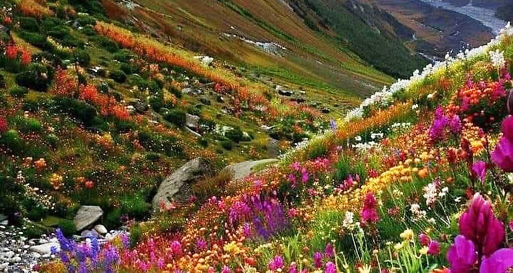 Valley Of Flowers Reopens For Tourists; Know Permit Rules, Trek Route And Budget