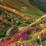 Valley Of Flowers Reopens For Tourists; Know Permit Rules, Trek Route And Budget