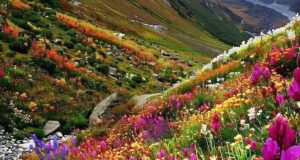 Valley Of Flowers Reopens For Tourists; Know Permit Rules, Trek Route And Budget