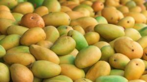 Pune News: Premium Kesar Mangoes Fetch Record ₹167 Per Kg At Market Yard, Highest Rate In Five Years 