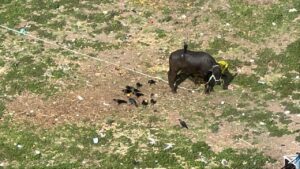 Pune: Crores-Worth PMC Amenity Plot Near Gemini Park Avenue In Mohammadwadi Reduced To Buffalo Shed, Garbage Dump Amid Civic Neglect