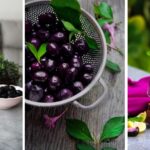 Why Everyone Should Eat Jamun at Least Once This Season: The Monsoon Fruit Packed With Benefits