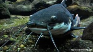 Pune: 3,500 Kg Of Banned African Catfish Destroyed In Joint Raid; Case Registered Against Farmer