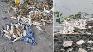 Pune: Thousands of Fish Found Dead In Indrayani River Ahead Of Ashadhi Wari, Raising Pollution Concerns