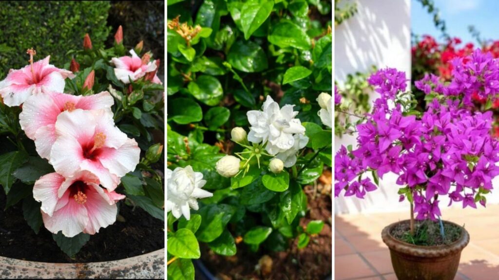 6 Flowers That Bloom All Year Round in Pune’s Climate