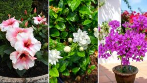 6 Flowers That Bloom All Year Round in Pune’s Climate