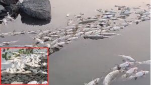 Pune: Thousands of Fish Found Dead In Indrayani River Ahead Of Ashadhi Wari, Raising Pollution Concerns