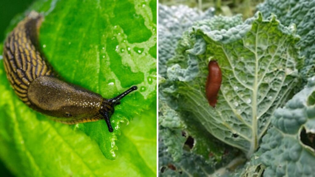 Slugs Ruining Your Garden? Try These Simple Hacks
