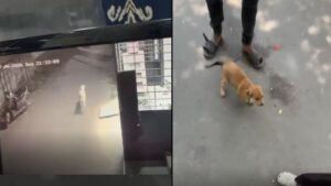 Pune: Six Stray Puppies Reunited With Mother After Alleged Illegal Relocation; NCR Filed Under Animal Cruelty Laws
